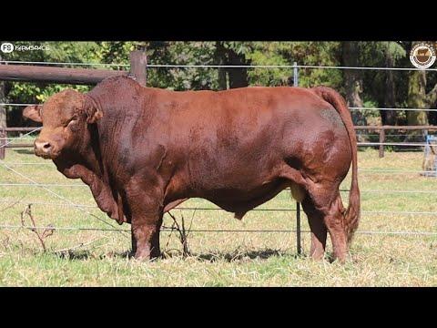 Rustin Shawe van Grassfields Beef se Droughtmasters