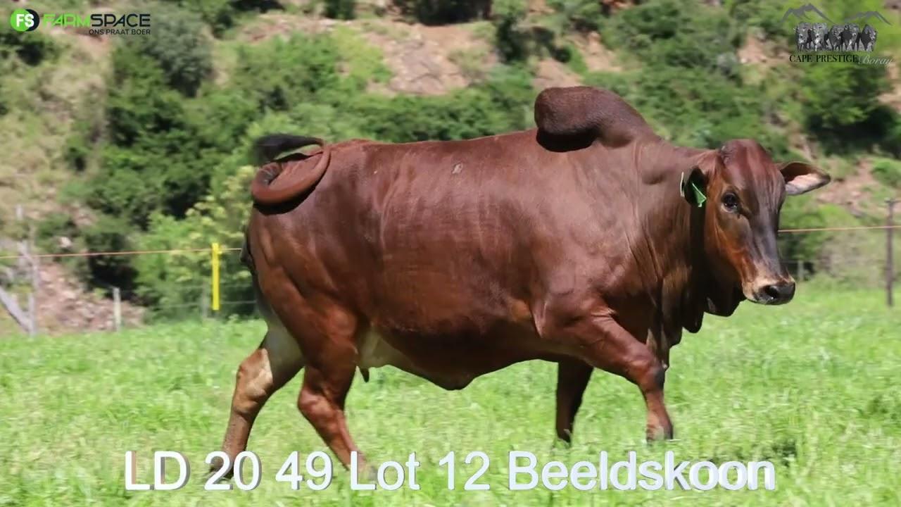 Langfontein se LD bespreek LD 20 49 Beeldskoon, die vers MOET jou aandag trek as Boran teler.