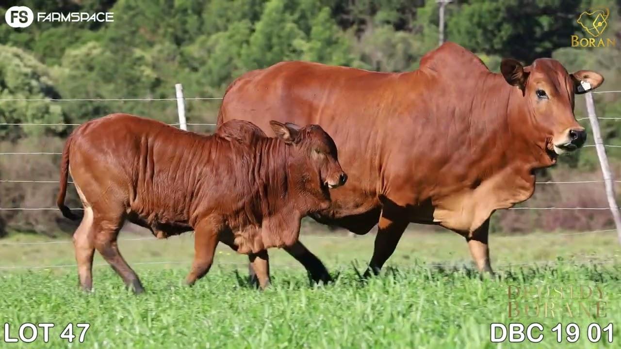 Lot 47 | DBC 19-01 | Drostdy | Road to the Boran National Auction | 15 July 2023
