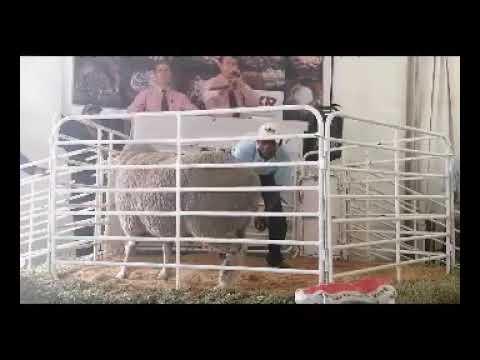 Crux Dohnes Merino Auction - 6 Feb 2020