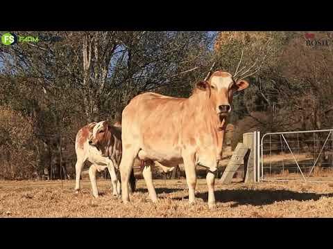 Johna van Bosiu Borane gesels met Tinus oor die aanbieding van hulle vroulike diere - 16 September