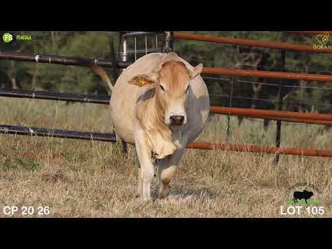Lot 105 | CP 20-26 | Olifantsklip | Road to the Boran National Auction | 15 July 2023