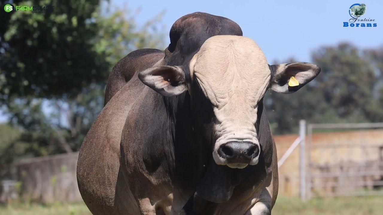Maak seker jy mis nie uit op een van die Beste Boran Bul in die bedryf nie Lot 9 | FN 18 76