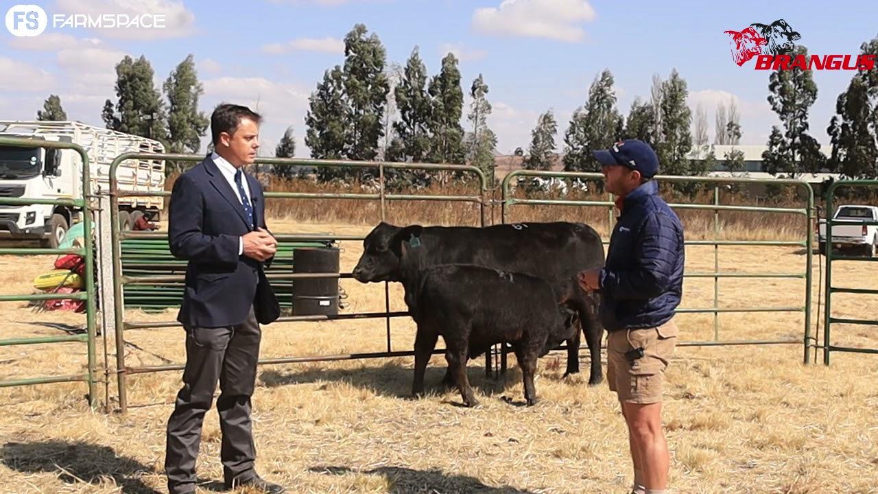 PJ Budler's TOP Brangus Cow for 2021
