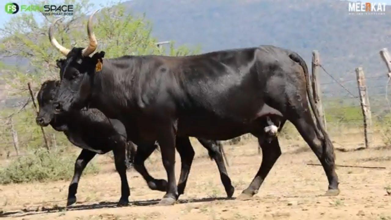 Lot 2 | Q 13-74 | Qhina Ngunis by die Nguni Regainer Veiling op 12 Oktober 2023