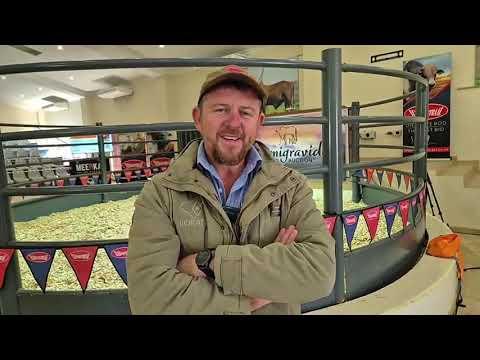 Wiele gesels met ons oor die Primigravida Boran Heifer Sale