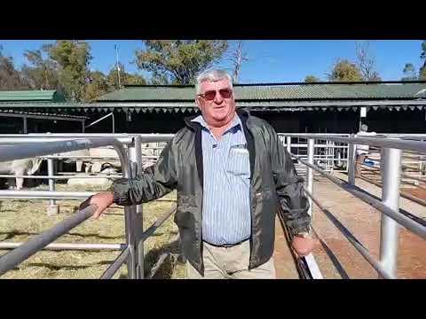 Boesman Hatting van Pascale Brahmane voor die Serfbred Brahmane se Produksie Veiling