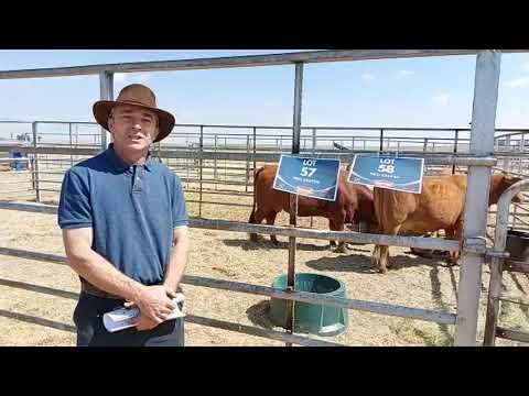 Charlie van Blackwoods Farm by die Droughtmaster Eastern Club Sale