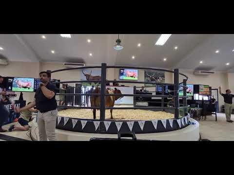 Lot 18 at the NTABA NYONI BORAN Auction sells to Olifantsklip Game Farm & Boran Stud for R280 000