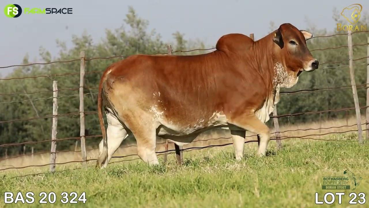 Lot 23 | BAS 20-324 | Bothasberg Borane | Road to the Boran National Auction | 15 July 2023