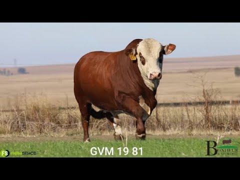 GM19-81 word aangebied by Bonheur Brafords se 3de Produksieveiling.