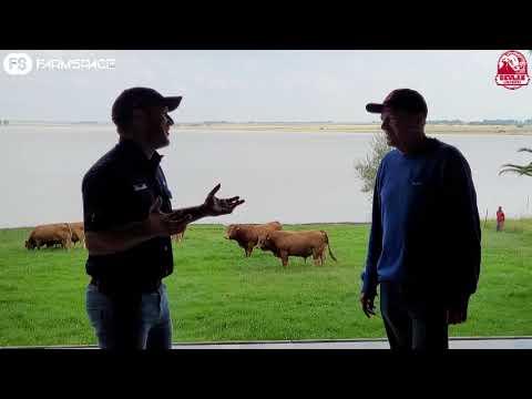 Are you in the market for a Limousin Bull? The Sale of The National Champions is 4 days away.