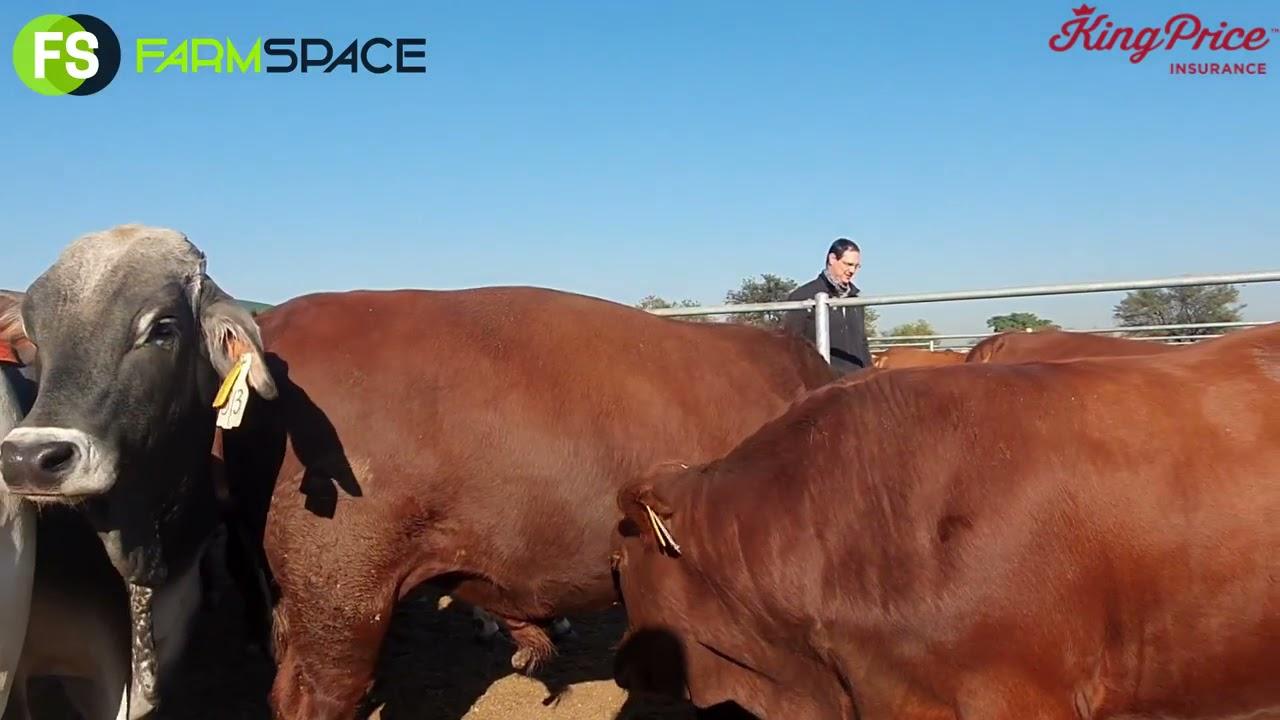 Die UP Feedlot Challenge 2021 saam met Dr  Andy Hensen en Michelle Venter.