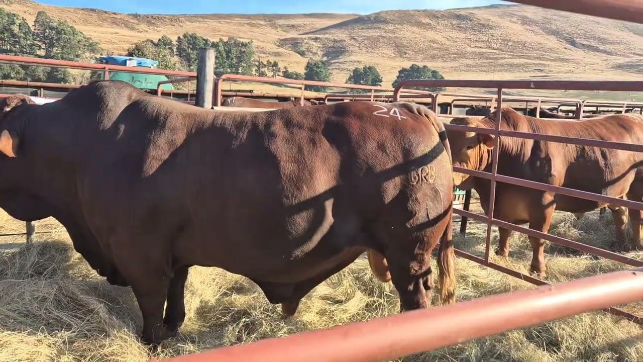 Grassfields Beef Production Auction bulle hier is wat jy moet weet.