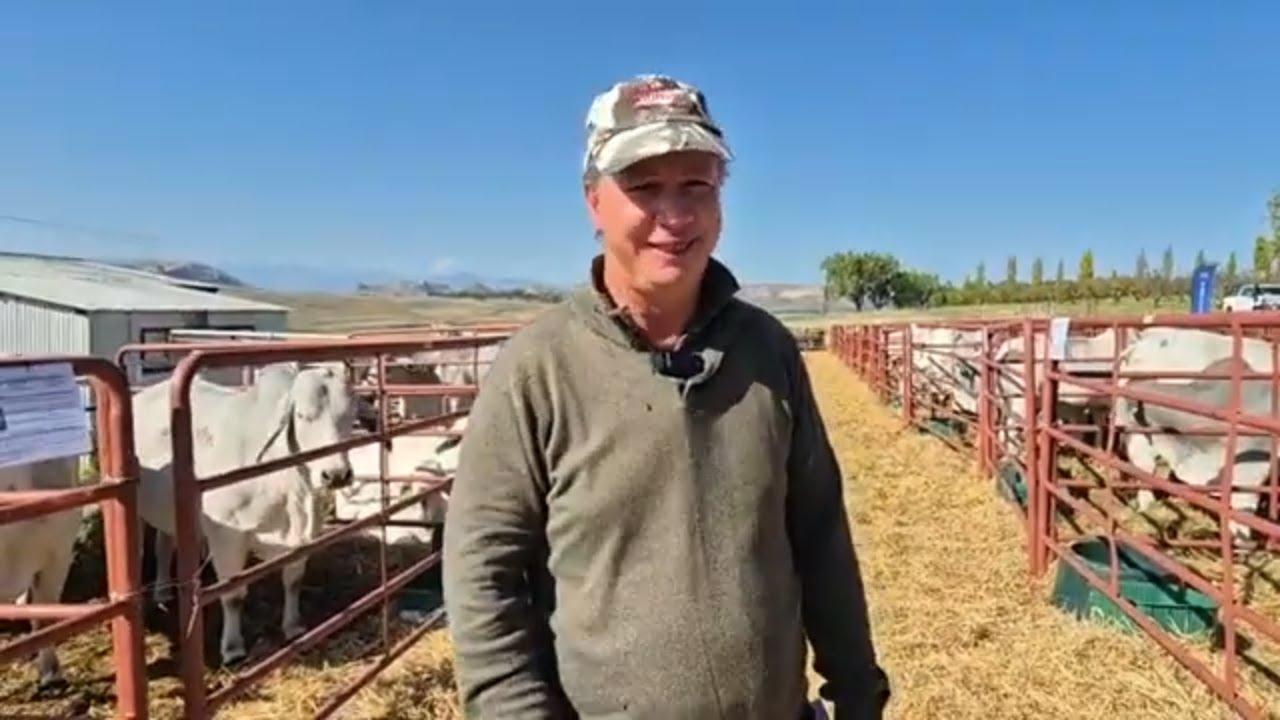 Don McHardy takes us through the Brahman line-up at the Brandwater Boerdery 's Brahman Auction.
