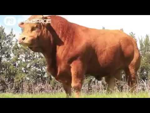 La Rhone Limousin Veiling 2021 op Tulbagh