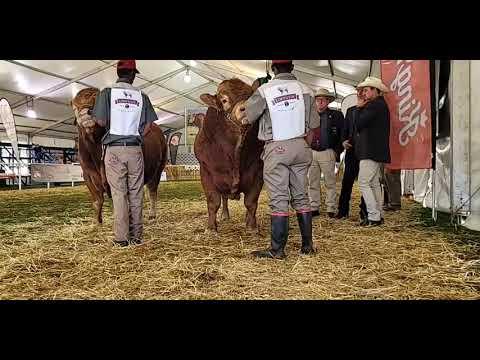 Limousin Junior Bull National Championships of SA at Bloemshow 2022