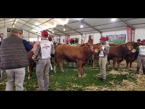 Limousin Championship Class 2: Progeny of three