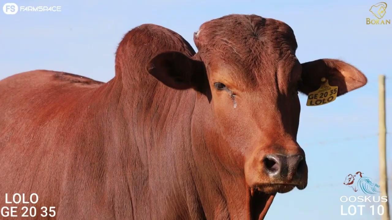 Lot 10 | GE 20-35 | Ooskus Boran at the Boran National Auction 2023.