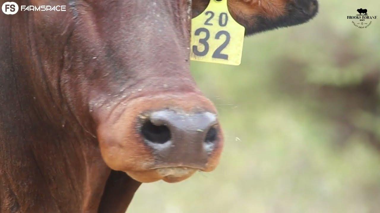 Brooks Borane proudly presents Lot 12  BRO 20 32 at the 2022 Boran National Auction.