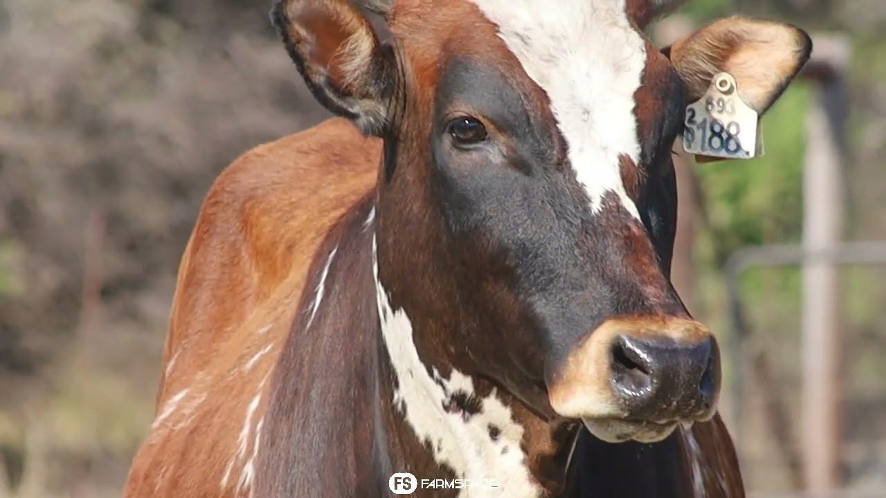 Northfield Nguni's bied aan Lot 39 - NRF 20-188 by die Nguni Regainer Groep Veiling, 13 Oktober.