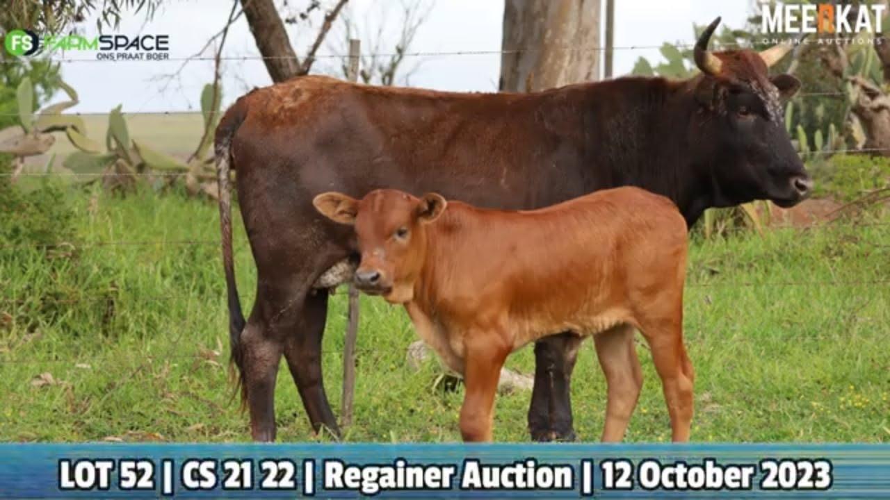 Lot 52 | CS 21-22 | Tafelsig Ngunis at the Nguni Regainer Auction on 12 October 2023