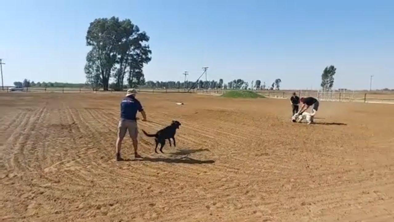 Genesis K9 Group het die vermoë om jou hond op te lei vir bytwerk.