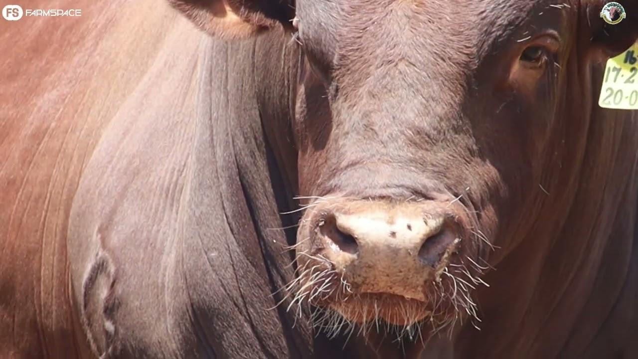 27 SP bulls & 150 commercial females on offer at the Skatkis Bonsmaras auction, 2 November.