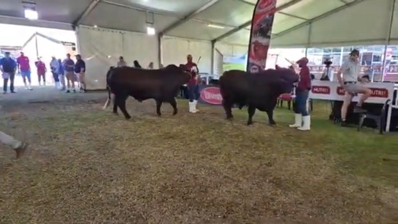 Santa Gertrudis SA Junior Nasionale Kampioenskap hier op Bloem Show 2024.