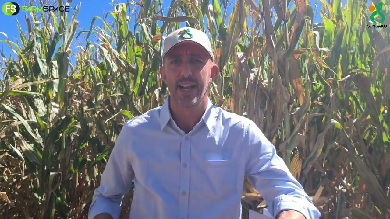Syngenta Seeds - Gael gee sy mening oor die wêreld se toestand.