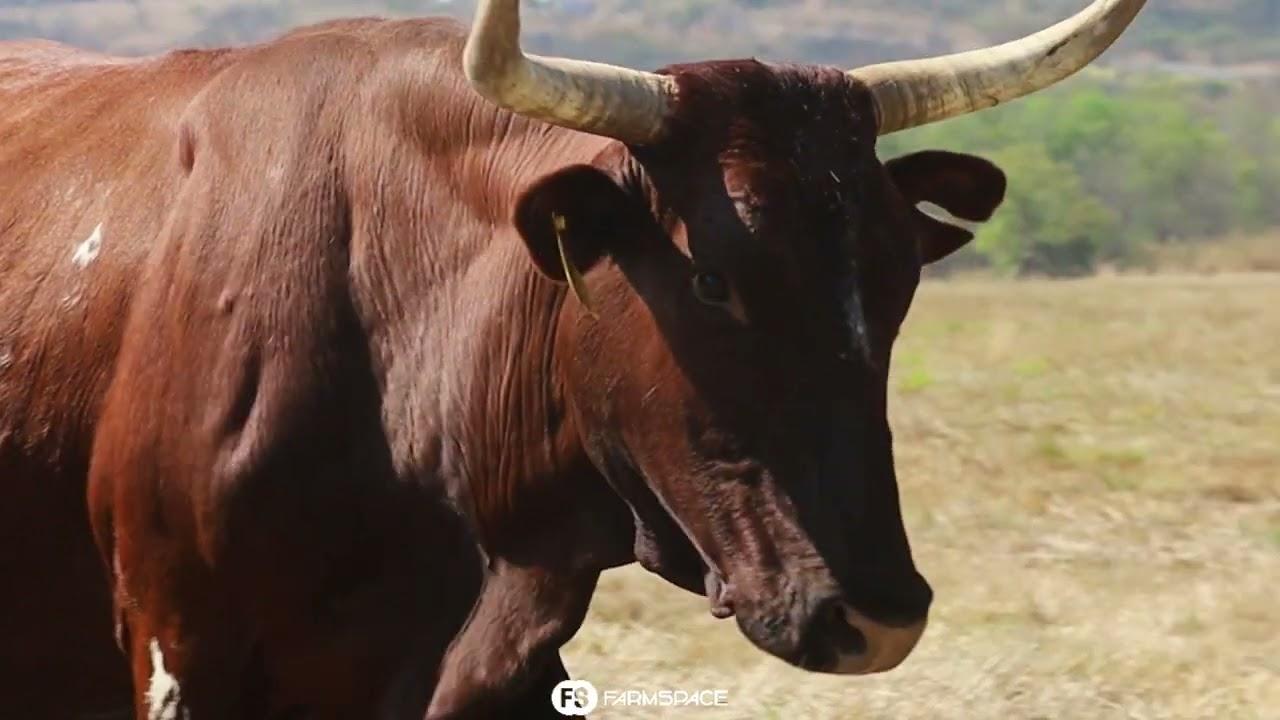 Glen Falloch Nguni Stoet bied Lot 30 - VA 9-23 by die Nguni Regainer Groep Veiling 13 Oktober aan.