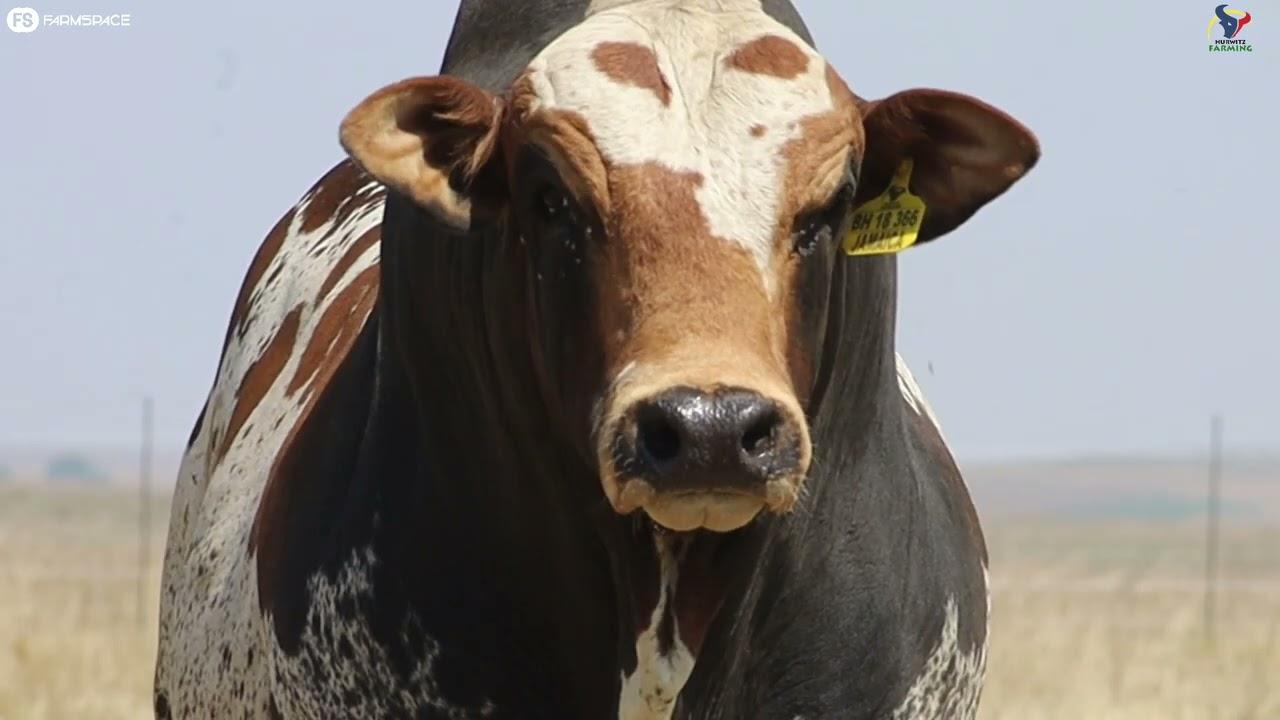 Hurwitz Farming's Summer Sale is around the corner and they have quite a lineup of bulls...