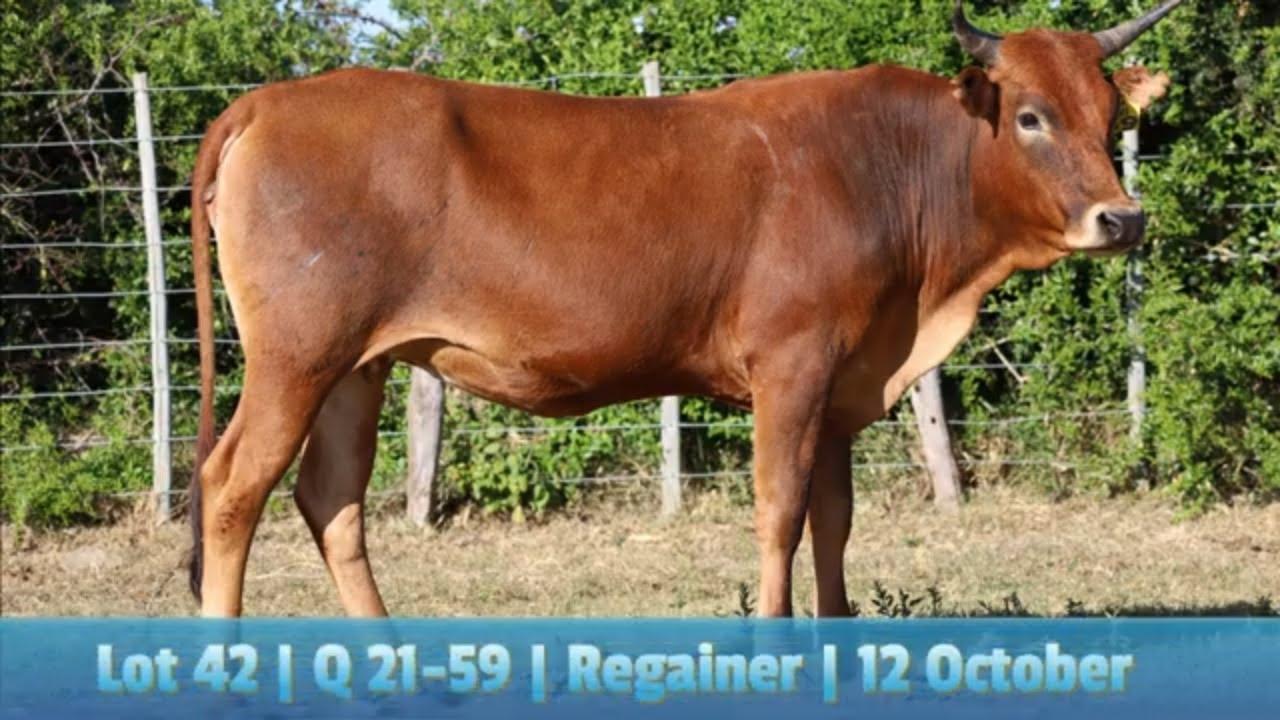 Lot 42 | Q 21-59 | Qhina Ngunis by die Nguni Regainer Veiling op 12 Oktober 2023