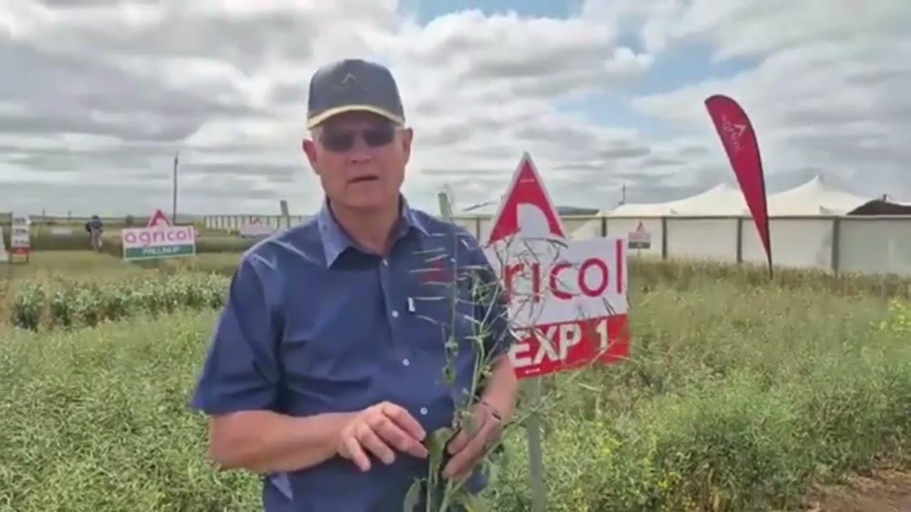 Wat is belangrik met Canola plant? Hoor wat Agricol sê by Nampo Kaap 2025