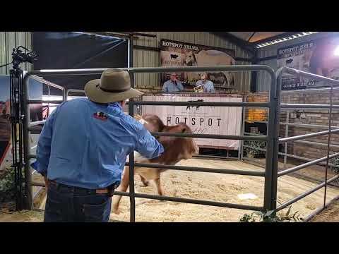 Hotspot Cattle Africa Droughtmaster and Boran Cattle Breeders Society of South Africa Auction 2022