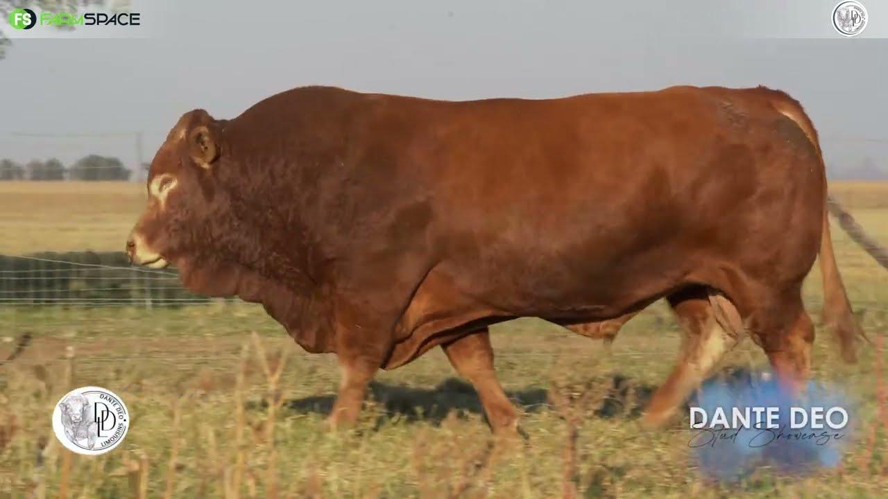 Dante Deo Limousins Proudly presents Lot 28 | VG 17 60 on 15 June 2024.