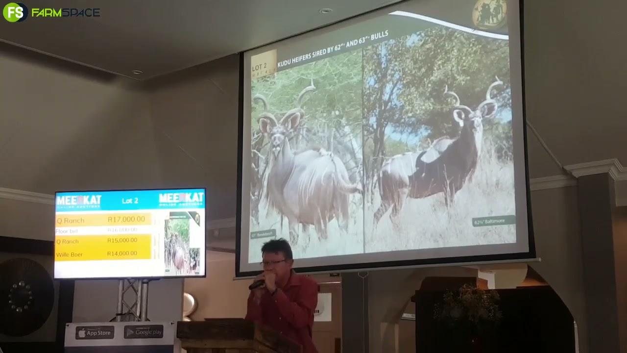 Kroon Stud Veiling 2021 vanaf Parys
