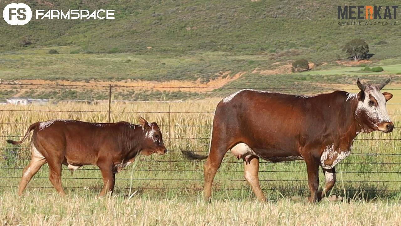 Nguni National Regainer Auction presents Lot 35 - EX 19 255