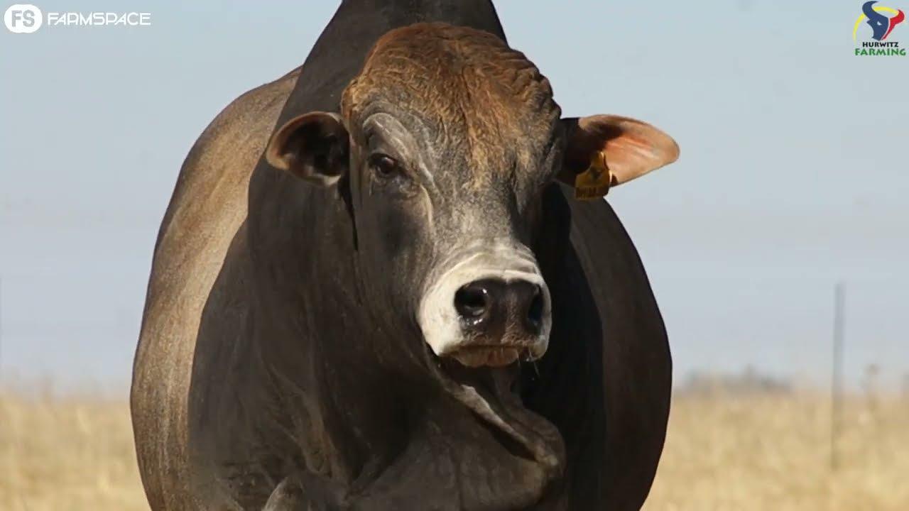 Probably the best Hurwitz Farming Boran production auction to date.