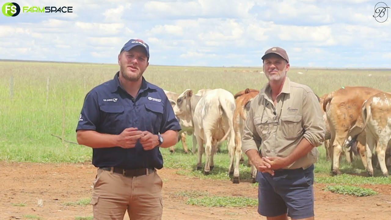 Tinus talks to Tom Breytenbach about his cattle selection for the Sale of the Bonts Auction 26 March