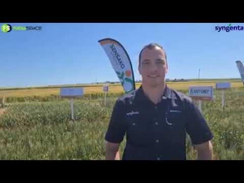 Verskans jou mielies en sojas teen die weer met Agriclime van Syngenta op Nampo Kaap 2022.