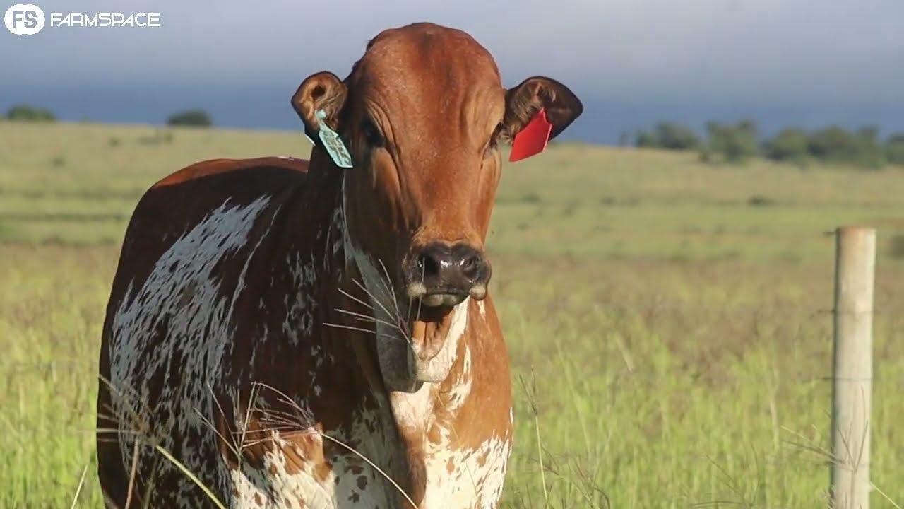 Boran Auction: Lot 6 Zandra 19-75 at the Sale of the Bonts, 26 March 2022.
