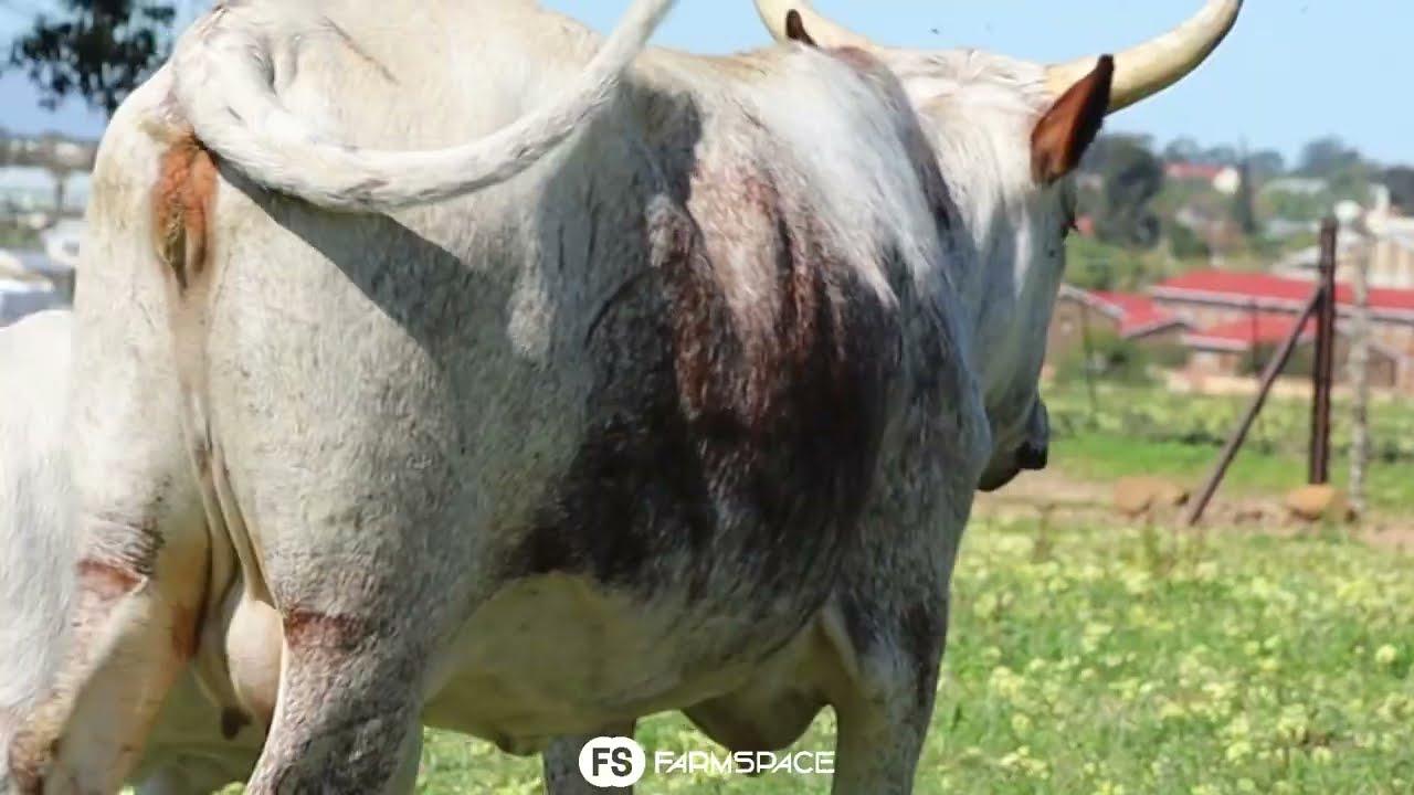 Exsteen Nguni's bied aan Lot 20 - EX 20-18 by die Nguni Regainer Groep Veiling, 13 Oktober.