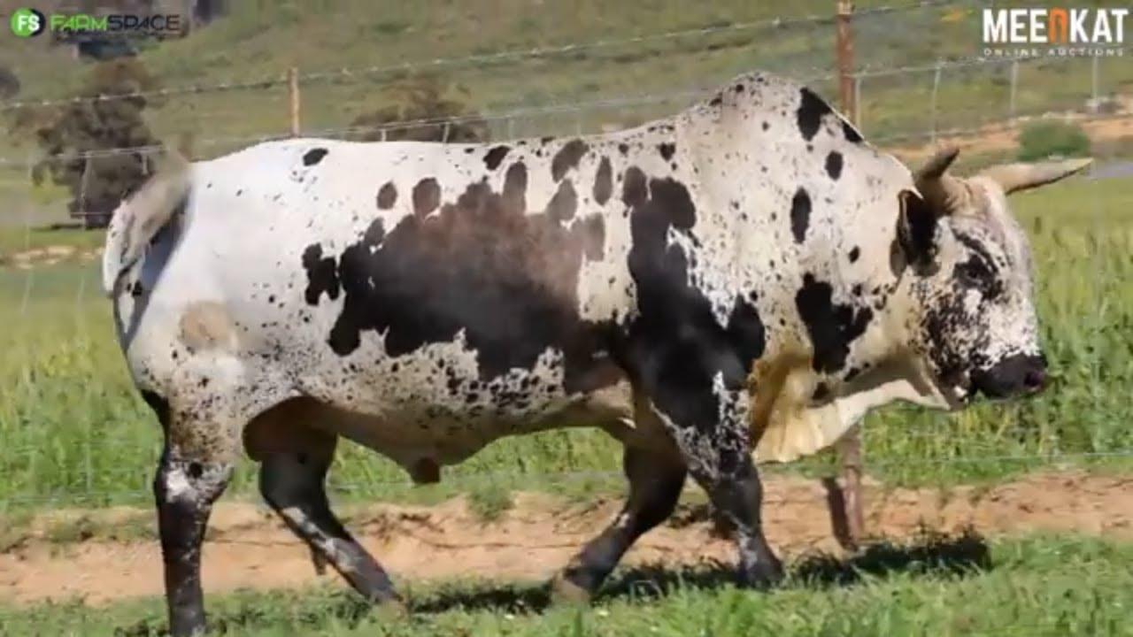 Lot 3 | SW 16-38 | Exteen Ngunis at the Nguni Regainer Auction on 12 October 2023