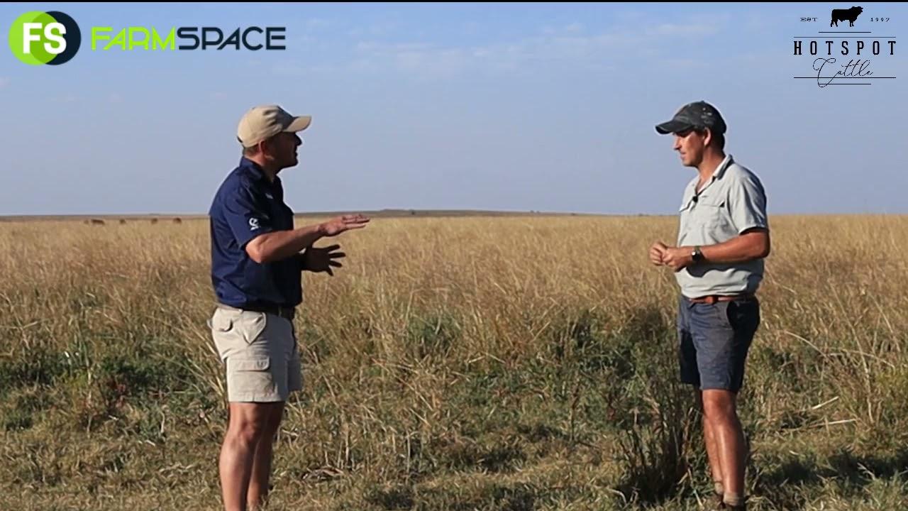 Droughtmaster with Hotspot Cattle (Afrikaans)