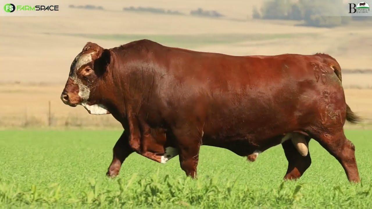 Bonheur Brafords bied met trots aan GM 20 90 op 26 Junie 2024