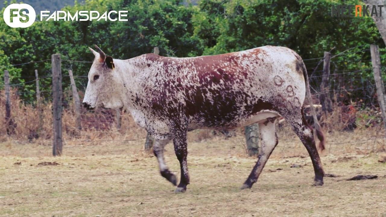 Nguni Regainer Auction -  Q 19 113Lot  4