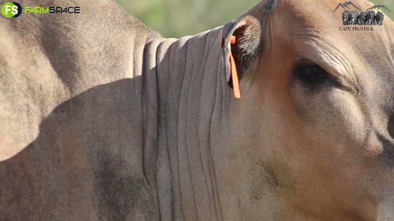 Mountain View & Hessi Borane presents Lot 42 - BS 18-06 at the Cape Boran Prestige Auction.