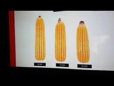 Wat is die effek van verskillende plantpopulasies en genetika op kopgewig?