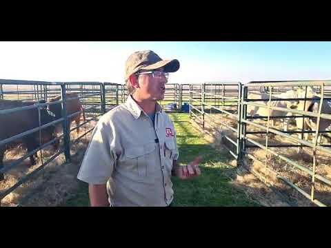Janvos Landgoed Borane gesels met ons by die Mpumalanga Borane Veiling 2022.